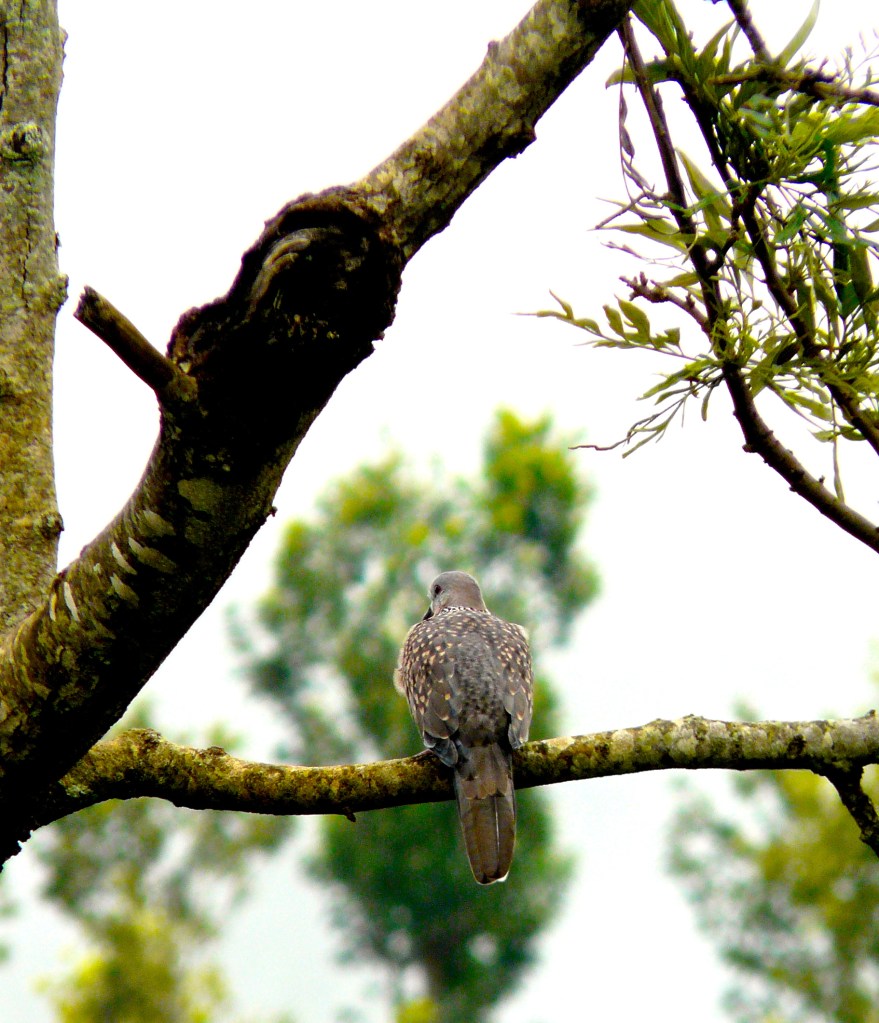 BP3_Img4b_SpottedDove2_small