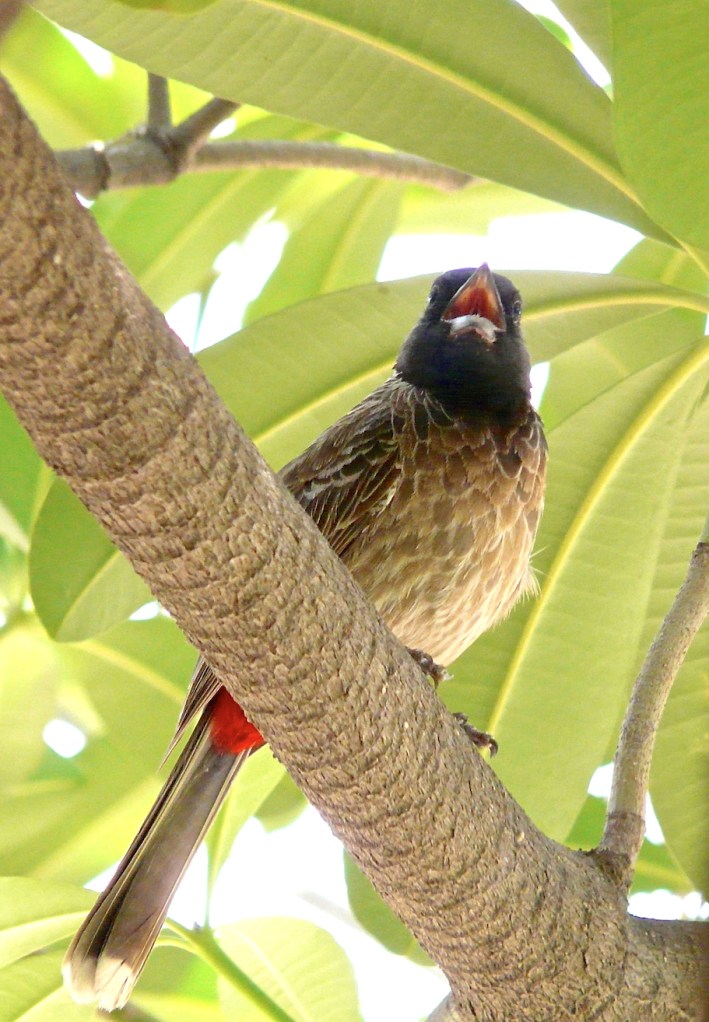 BP3_Img4a_RedVentedBulbul13_modified_small