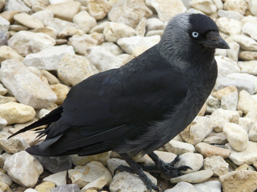 BP3_Img5b_Jackdaw3_small