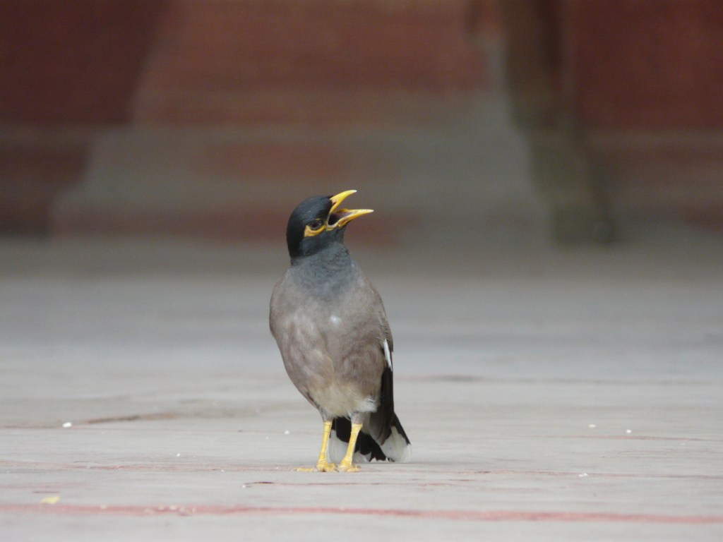 BP3_Img1b_CommonMyna7_small