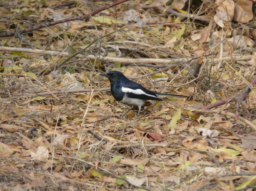 BP3_Img2c_MagpieRobin8_small