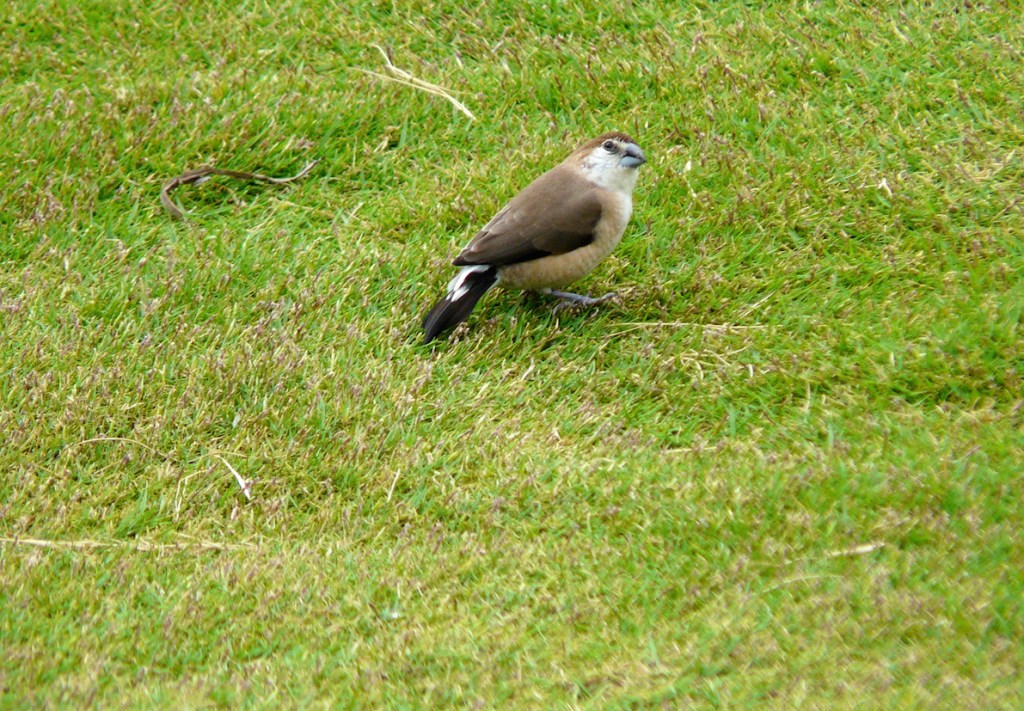 BP3_Img3c_Silverbill2_Hyderabad_19Jul2014_modified_small
