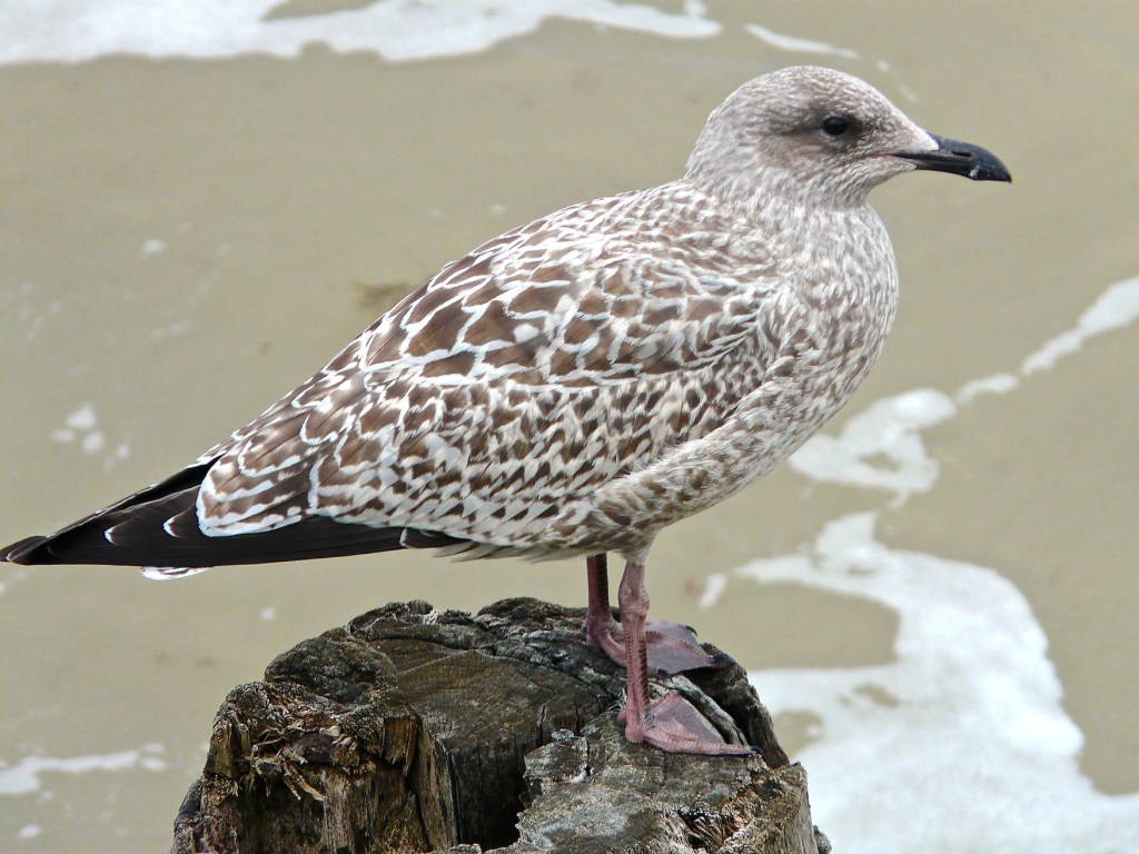 BP3_Img5d_HerringGull-young29_small